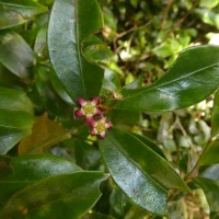 Euonymus dichotomus B.Heyne ex Wall.